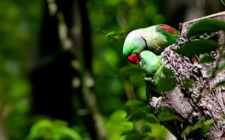Картинка птицы, природа, зелень, дерево, пейзаж, любовь, фото, обои