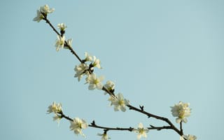 Картинка цветы, ветка, небо, природа, весна, белый, растение