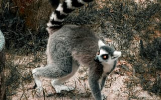 Картинка лемур, животные, природа, зоопарк, дикие животные, фото, обои