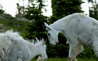 Картинка козы, природа, горы, животные, лес, пейзаж, зеленый