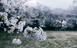 Картинка цветы, вишня, природа, пейзаж, весна, деревья, красота