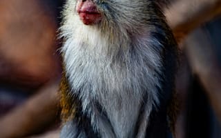 Картинка обезьяна, животные, природа, дикие животные, портрет, звери, фауна