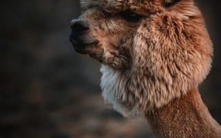 Картинка алпака, животное, профиль, шершавая, природа, фотография, темный фон