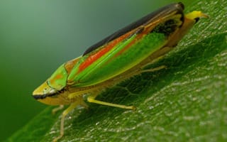 Картинка насекомое, природа, макро, листья, цвет, зеленый, фото
