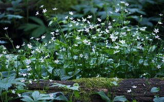 Картинка цветы, природа, лес, зелень, мох, белые цветы, растения, пейзаж