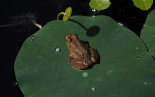 Картинка лягушка, листья, вода, природа, пейзаж, животные, лето