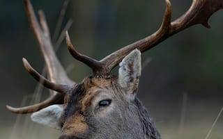 Картинка олень, природа, животные, анатомия, рога, пейзаж, фотография
