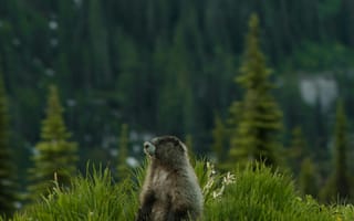 Картинка бобер, природа, горы, животные, зеленый, ландшафт, фотография