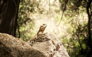 Картинка ящерица, природа, камень, лес, животное, зеленый, пейзаж