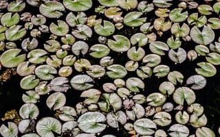 Картинка листья, водяные лилии, природа, водоем, растения, зеленый, пейзаж