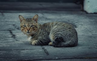 Картинка кот, животное, питомец, природа, уличный, серый, мягкий