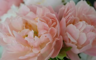 Картинка цветы, пионы, розовый, природа, красота, букет, лето