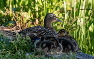 Картинка утка, утята, природа, вода, птицы, семья, зелень