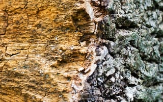 Картинка дерево, текстура, природа, корка, пейзаж, фотография, макро