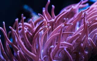 Картинка анемоны, море, подводный мир, природа, красота, фото, обои