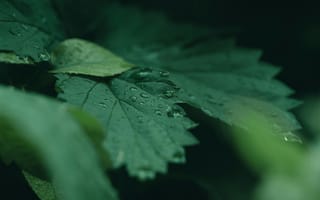 Картинка листья, капли, природа, зелень, вода, макро, фото
