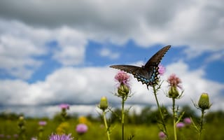 Картинка бабочка, цветы, природа, небо, лето, пейзаж, красота