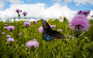 Картинка бабочка, цветы, природа, пейзаж, лето, фото, красота