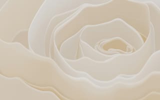 Картинка роза, цветок, белый, природа, красота, макро, обои