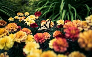 Картинка бабочка, цветы, природа, сад, лето, красота, растения