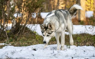 Картинка собака, хаски, зима, снег, природа, лес, животные