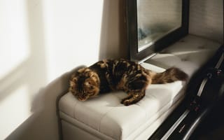 Картинка кот, домашний питомец, мягкая мебель, свет, интерьер, кошачья порода, спокойствие