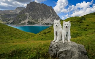 Картинка собаки, природа, горы, озеро, пейзаж, самоеды, небо, зелень, животные, отдых