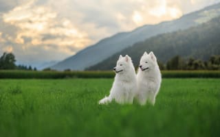 Картинка самоед, собаки, природа, пейзаж, трава, горы, обои