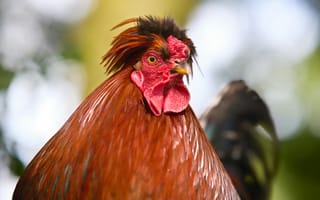 Картинка петух, птица, природа, животные, красивый, фото, обои