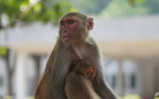 Картинка обезьяна, мать, детеныш, природа, животные, семья, зеленый