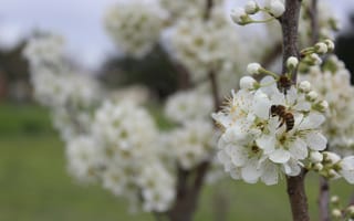 Картинка цветы, пчела, природа, весна, белый, цветение, сад