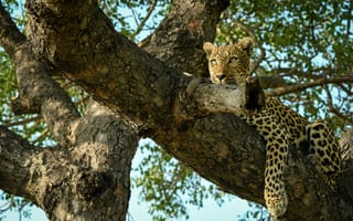 Картинка леопард, дерево, природа, дикие животные, африка, животные, пейзаж