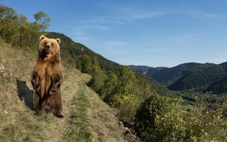 Картинка медведь, природа, горы, пейзаж, животные, лес, отдых