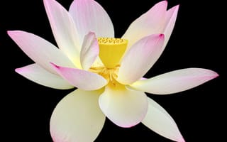 Картинка цветок, лотос, природа, красота, растение, белый, розовый, фото, обои, черный фон