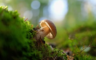 Картинка гриб, лес, природа, мох, фотография, освещение, макро