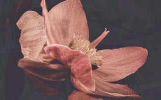 Картинка цветок, природа, красота, флора, розовый, минимализм, обои
