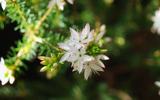 Картинка цветы, природа, растения, белый, красивый, лето, фотография