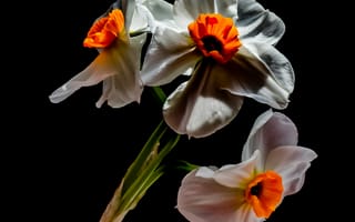 Картинка цветы, нарциссы, природа, черный фон, красота, растения, декор