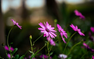 Картинка цветы, природа, розовый, растения, лето, красота, фото