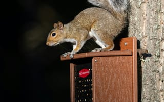 Картинка белка, дерево, природа, животные, фото, обои, лес