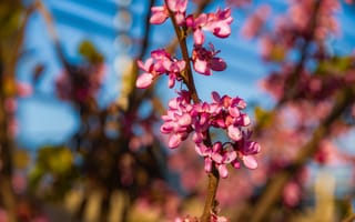 Картинка цветы, природа, розовый, весна, растение, красота, фотография