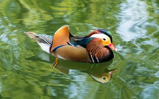 Картинка утка, природа, водоем, отражение, птица, красивый, цветной