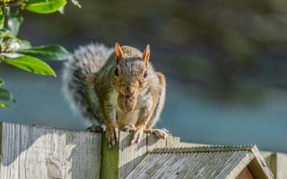 Картинка белка, природа, животные, лес, орех, фотография, пейзаж