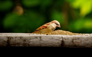 Картинка птица, воробей, природа, еда, зелень, фото, обои