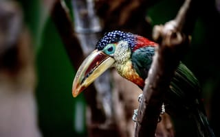 Картинка птица, токан, природа, животные, цвета, фото, обои