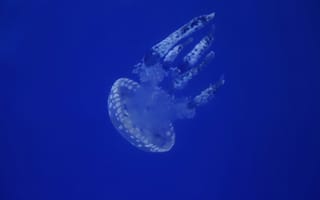 Картинка медуза, океан, глубина, синий, подводный мир, природа, животные