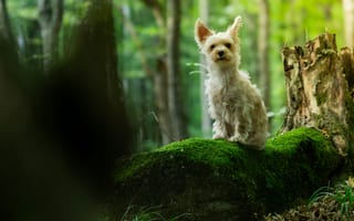 Картинка собака, лес, природа, мох, животные, пейзаж, отдых