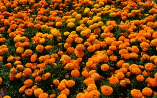 Картинка цветы, маргаритки, оранжевый, природа, сад, лето, красота