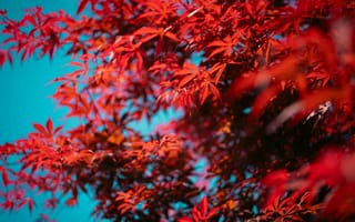 Картинка красные листья, осень, природа, дерево, синий фон, пейзаж, красота