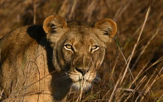 Картинка лев, дикая природа, животные, пейзаж, африка, хищник, гладкая шерсть